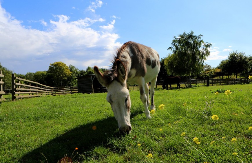 Life on the farm near the Lake of Varese
