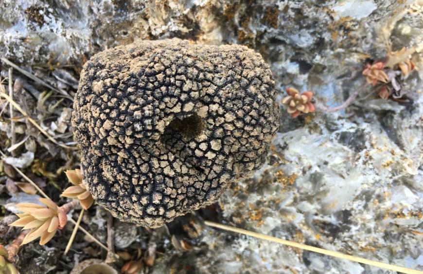 Itinerari gourmet: il tartufo e il territorio