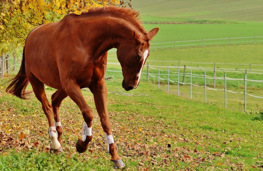 Benessere e cavallo in Valdichiana