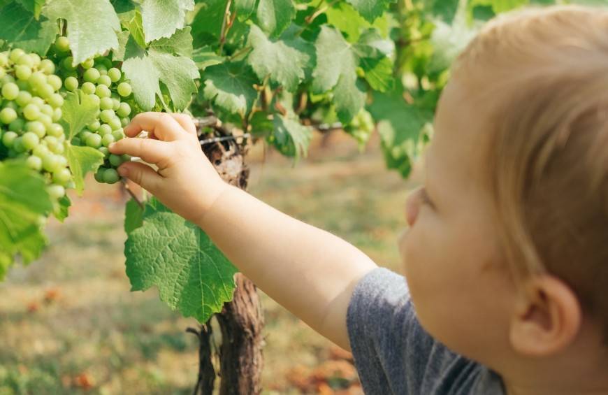 Itinerari gourmet: dalla vite al vino, la vendemmia in Umbria!