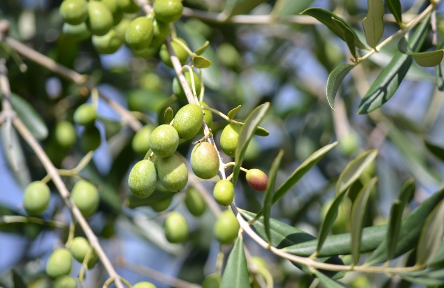 Itinerari gourmet: a Trevi raccolta delle olive e cava del tartufo