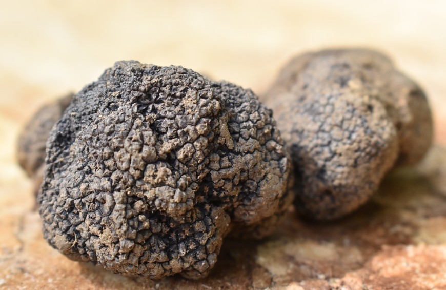 Alla ricerca del tartufo sulle colline marchigiane
