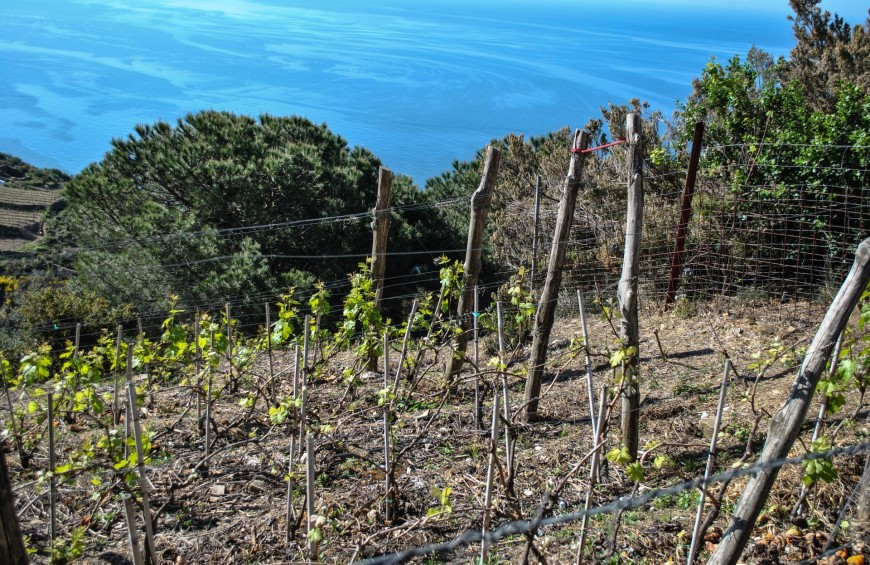 Cinque Terre Wine Tour: visit to the vineyard and tasting with the winemaker in Riomaggiore