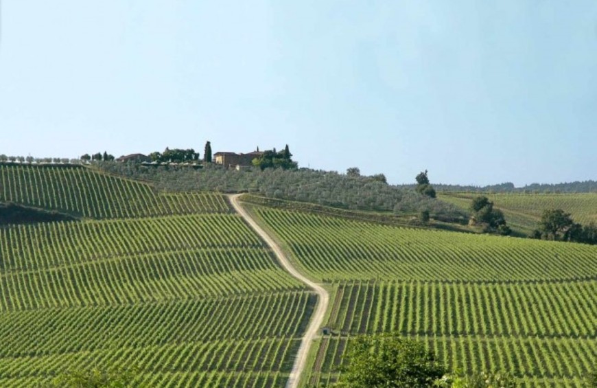 Wines of Chianti, visit of winery and tasting