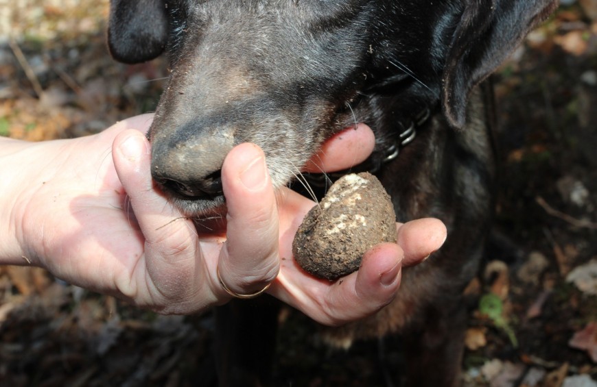Alla scoperta del Tartufo Nero