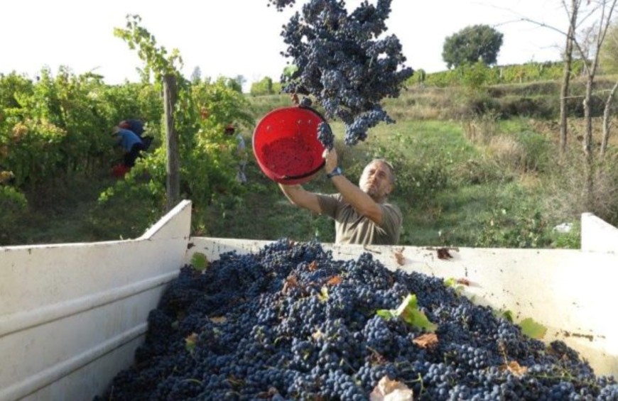 Tour del vigneto e degustazione di vini bio nel cuore dell'Umbria