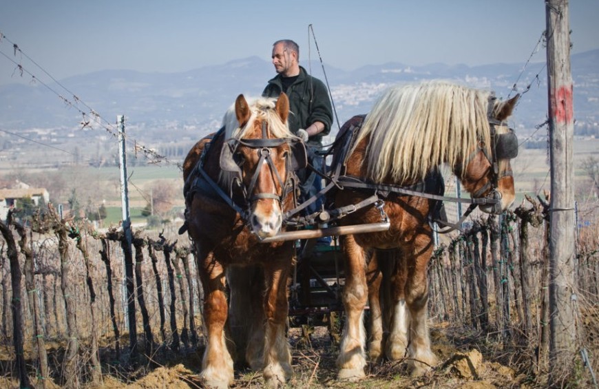 Tour del vigneto in calesse e degustazione di vino bio