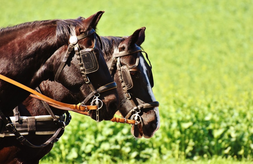 Horse riding above the Tuscan hills