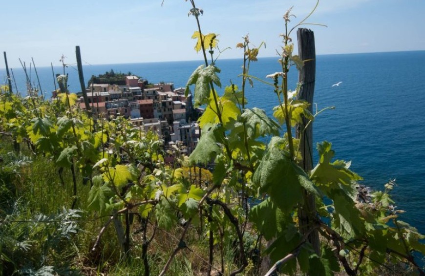 Wine Tour Manarola: walking through the vineyards and tasting