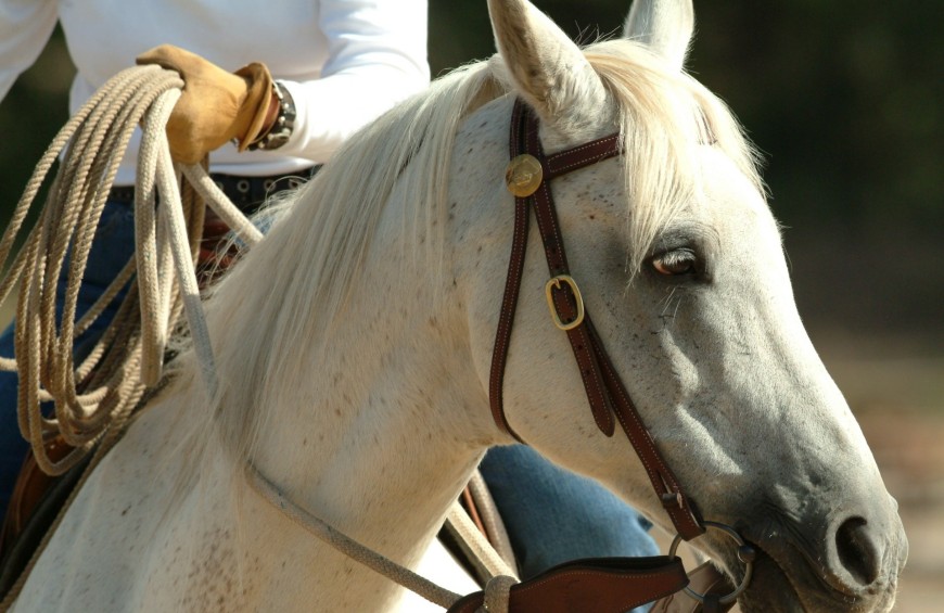 Passeggiata a cavallo sui Monti Martani