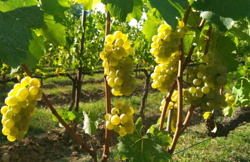 In the heart of Franciacorta: wine cellar tour and taste