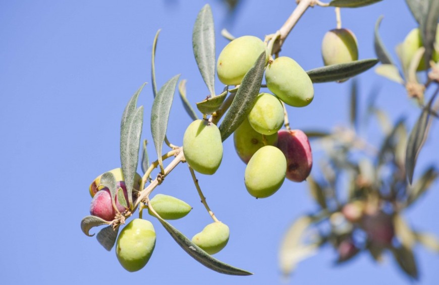 Tra ulivi secolari per gustare eccellente olio e buon cibo!