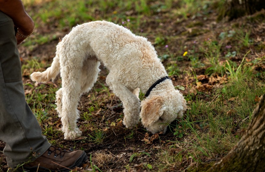 Truffle hunting and tasting in the Alto Monferrato