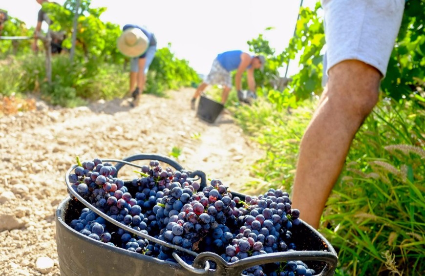 Vendemmia in Umbria: dalla vite al vino un'esperienza unica
