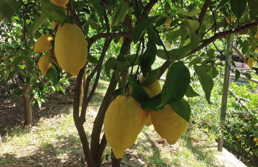 Lemon tour in costiera Amalfitana