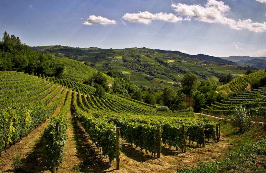 Visita e degustazione in una Cantina delle Langhe