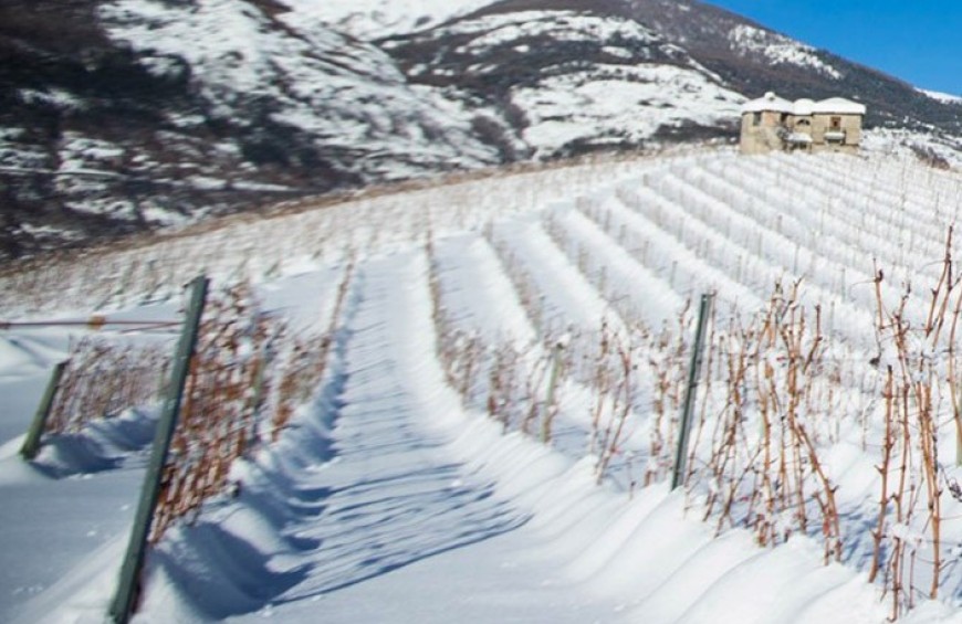 The excellence of Valle d'Aosta: visit to a winery and tasting