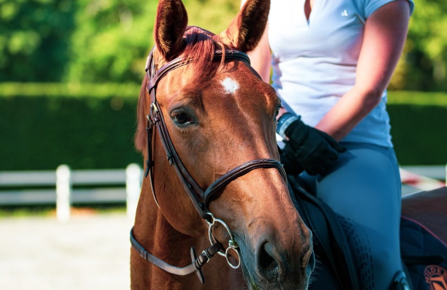 Cavallo e gusto nella campagna di Perugia