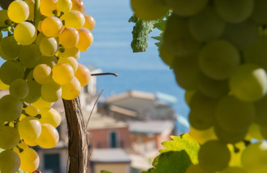 Cinque Terre Wine Tour: degustazione sensoriale di vini con Sommelier