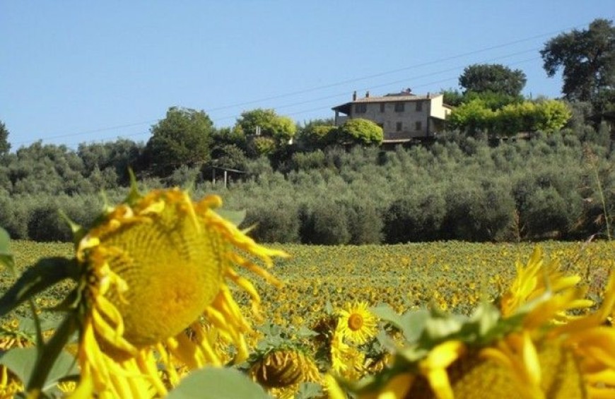 Agriturismo Oliveto